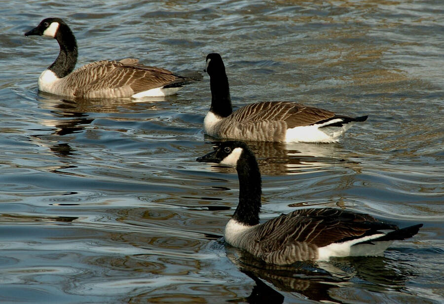 photographer Dave Wells uncategorized  photo