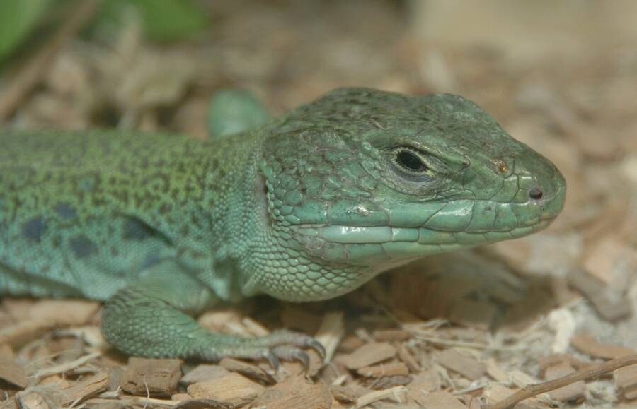 photographer Dave Wells uncategorized  photo