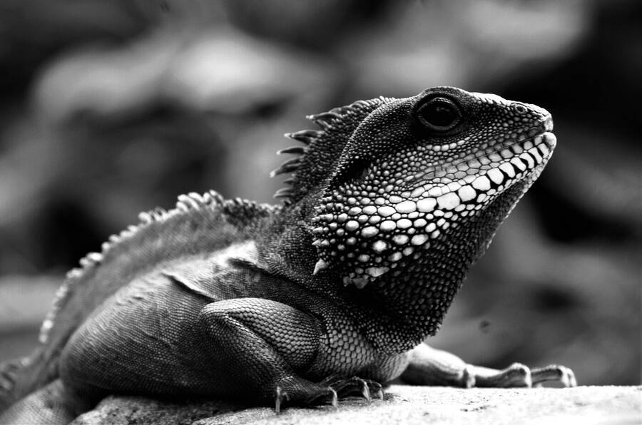 photographer Dave Wells uncategorized  photo