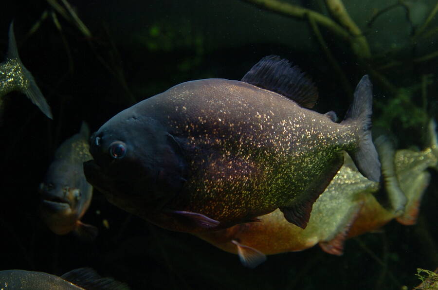 photographer Dave Wells uncategorized  photo