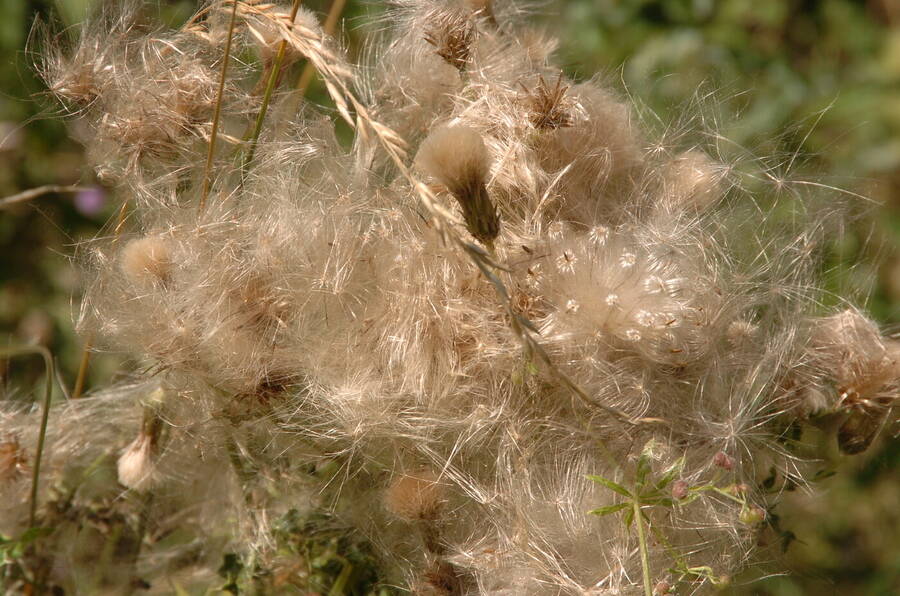 photographer Dave Wells uncategorized  photo