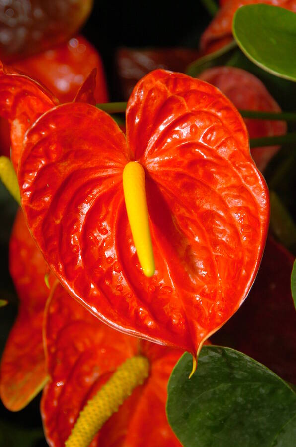 photographer Dave Wells uncategorized  photo