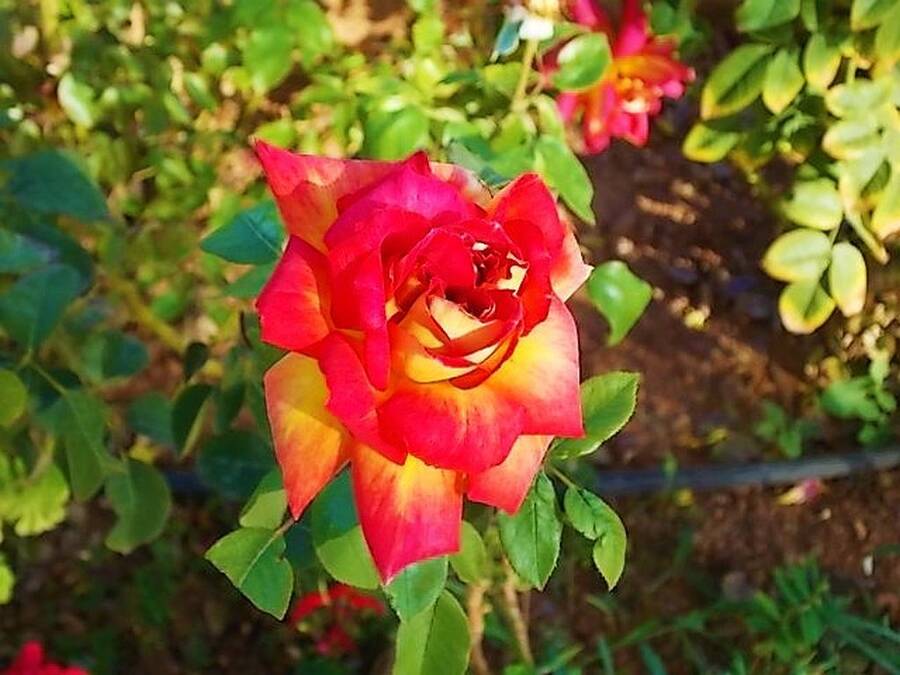 photographer Dave Wells uncategorized  photo