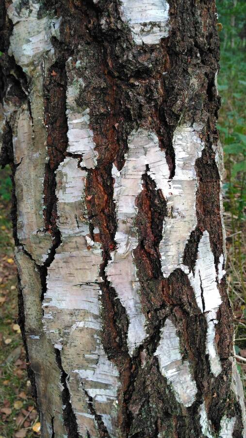 photographer Dave Wells uncategorized  photo