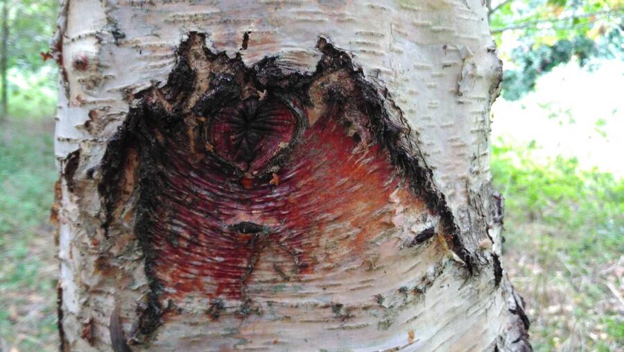 photographer Dave Wells uncategorized  photo