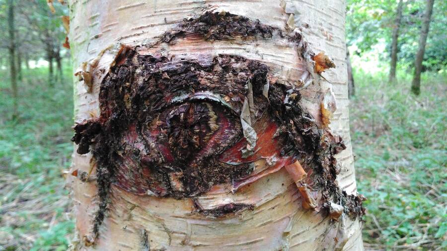 photographer Dave Wells uncategorized  photo