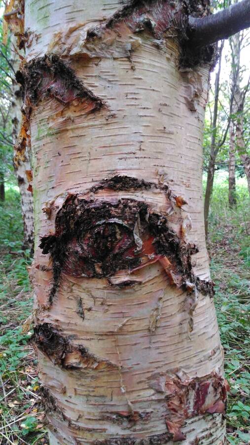 photographer Dave Wells uncategorized  photo