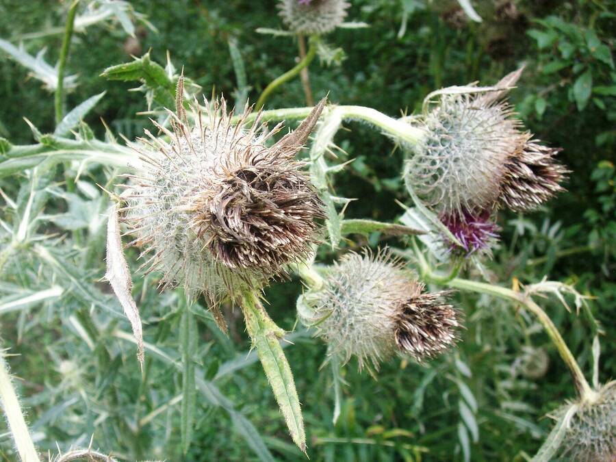 photographer Dave Wells uncategorized  photo