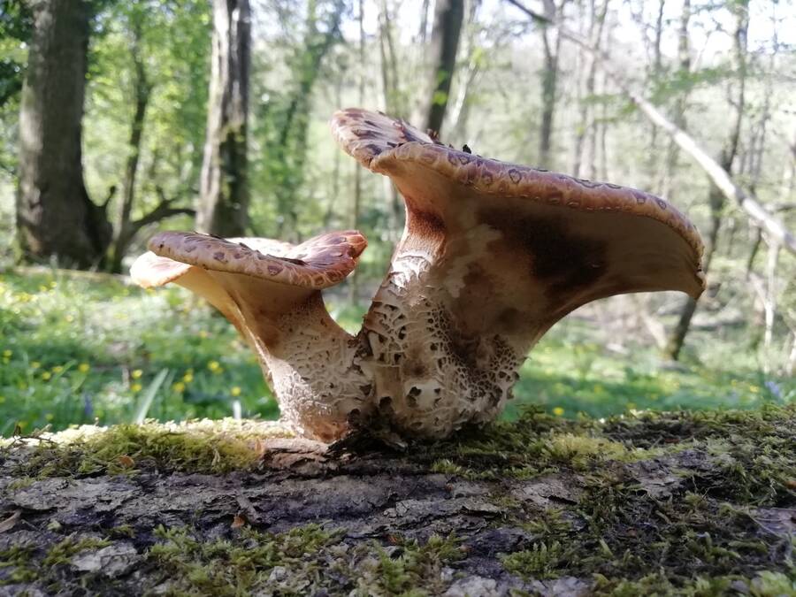 photographer Dave Wells uncategorized  photo