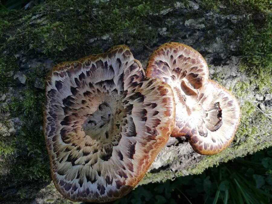 photographer Dave Wells uncategorized  photo