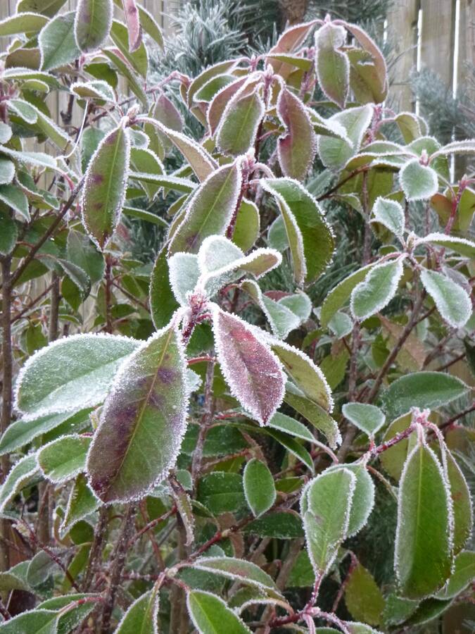 digital artist wigglybeezersforeverandever fine art  photo taken by @wigglybeezersforeverandever