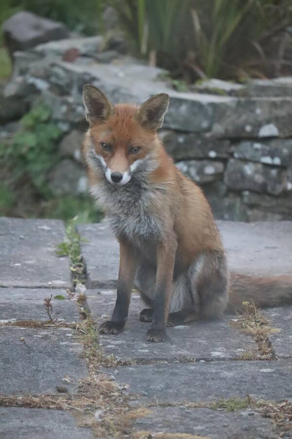 photographer Sussex Amateur wildlife  photo taken at @Sussex_Amateur
