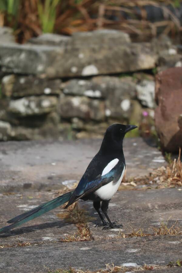 photographer Sussex Amateur wildlife  photo taken at @Sussex_Amateur