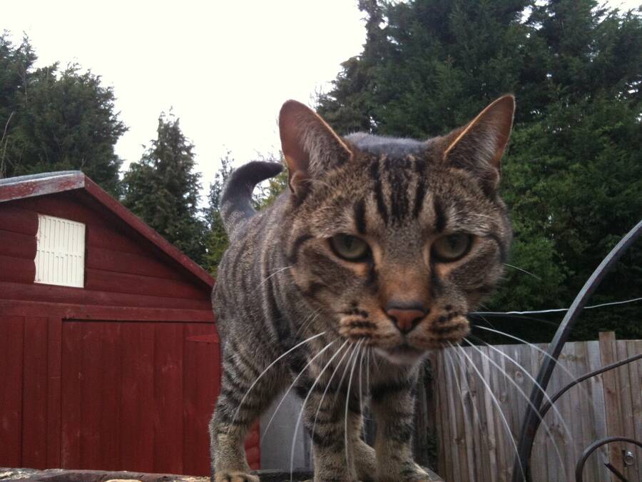 photographer Sussex Amateur wildlife  photo taken at @Sussex_Amateur
