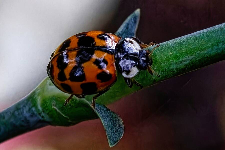 photographer dntphotographs macro  photo