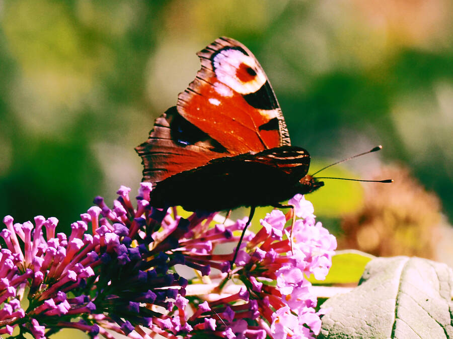 photographer Rosewood  Pix wildlife  photo