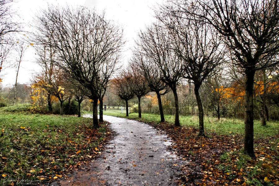 photographer Peter Davies landscape  photo. the fall.