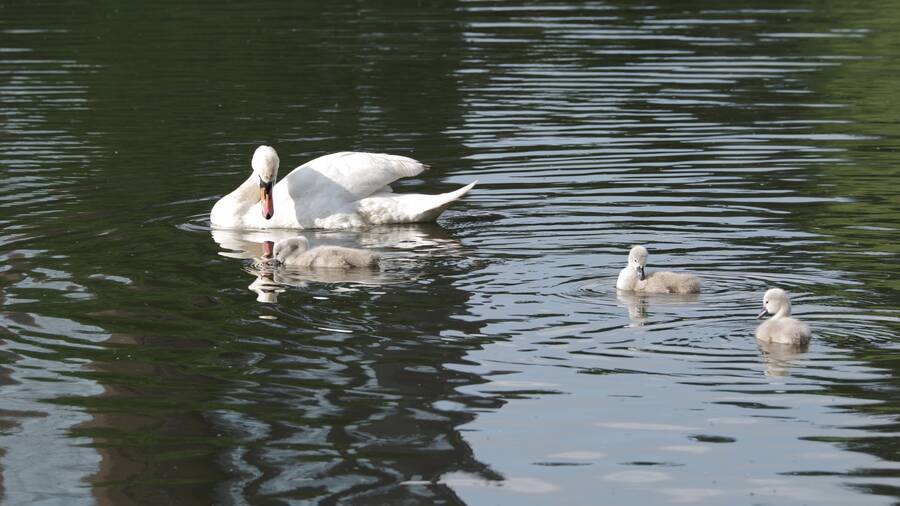 photographer Fotochawes wildlife  photo