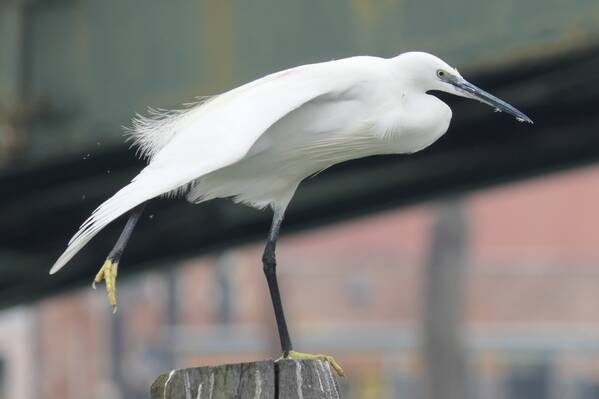 photographer Bitten by the Bug wildlife  photo