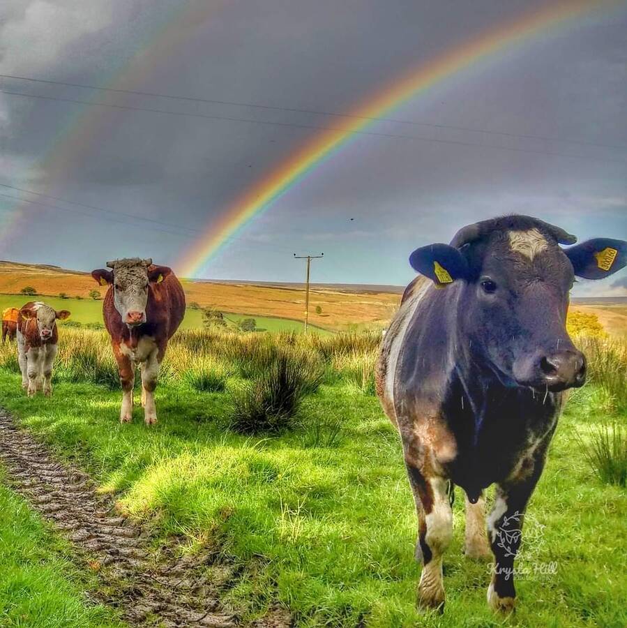 photographer Krysta Hill wildlife  photo taken at Goathland