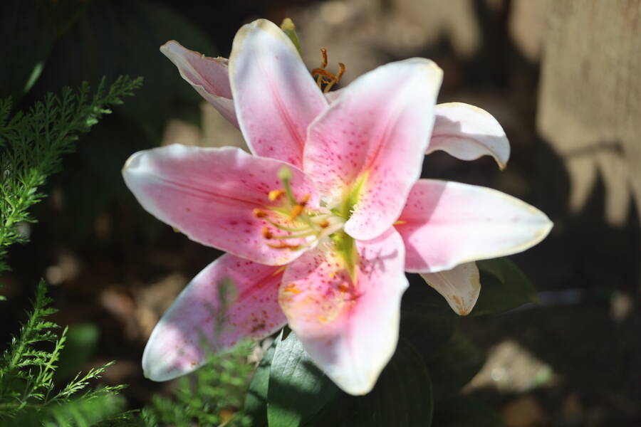 photographer studio27 uncategorized  photo