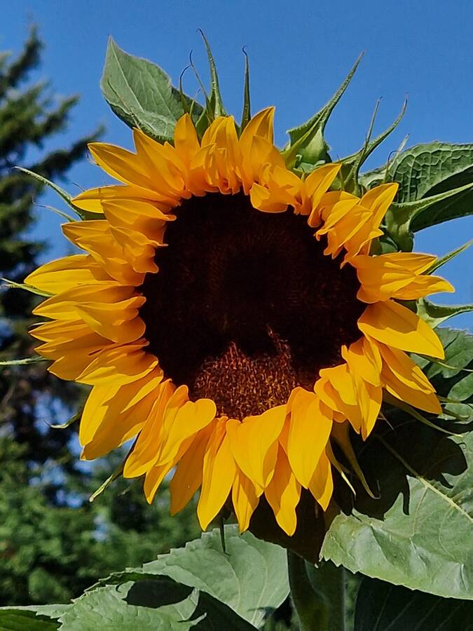 photographer studio27 wildlife  photo