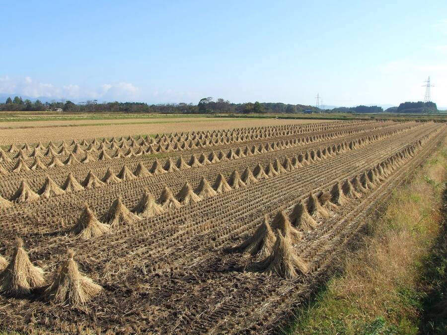 photographer BONDVIDAGE food  photo taken at Japan