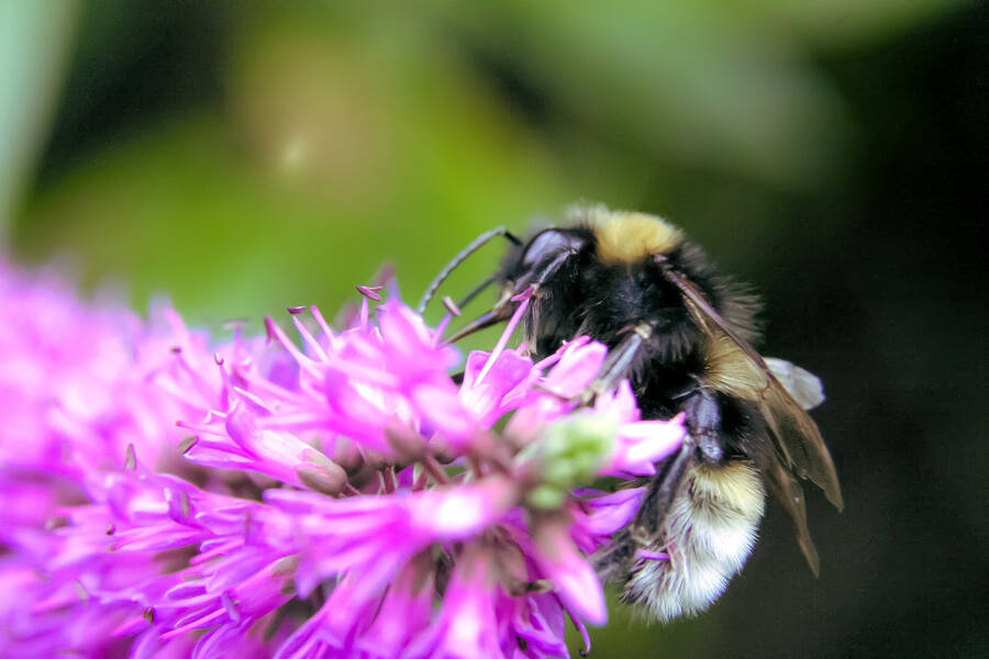 photographer Gabriel Burns macro  photo