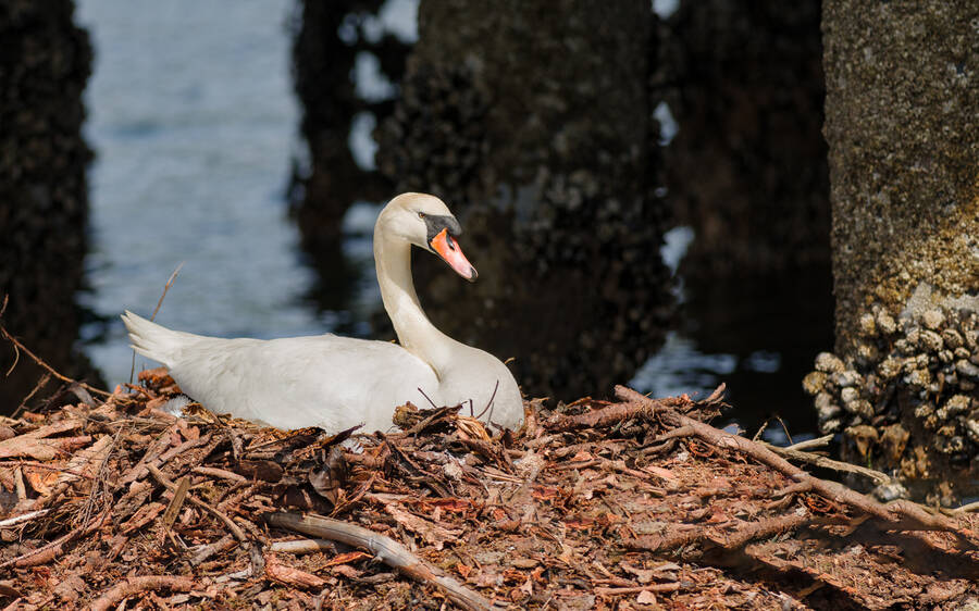photographer StudioDee wildlife  photo