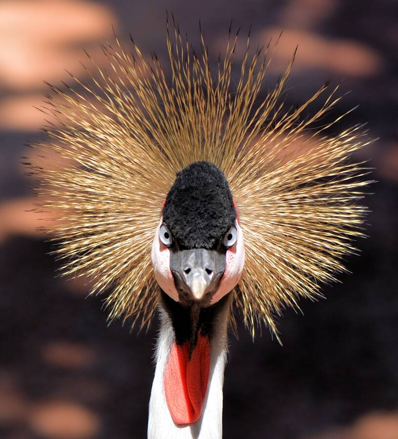 photographer Stuart McG wildlife  photo