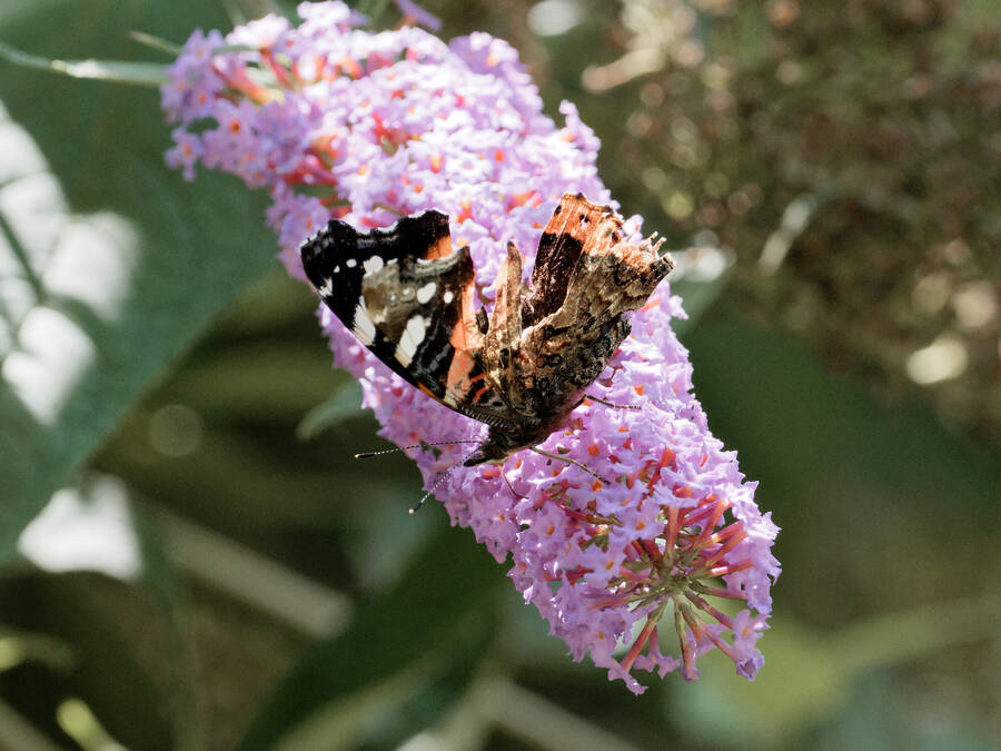 photographer Nomad wildlife  photo taken at Panshanger