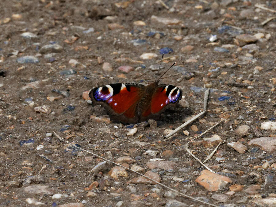 photographer Nomad wildlife  photo taken at Pannshanger