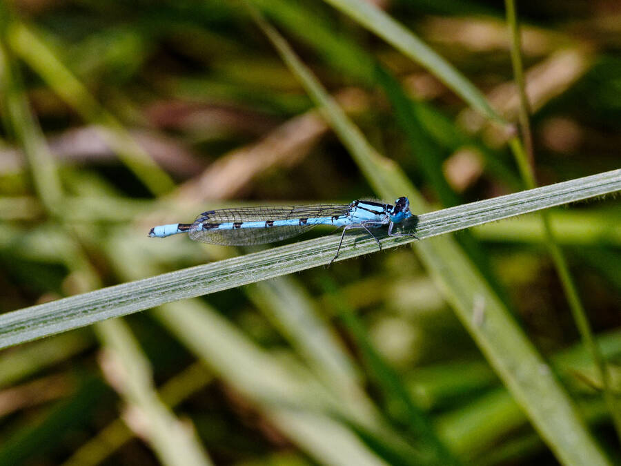 photographer Nomad wildlife  photo taken at Pannshanger