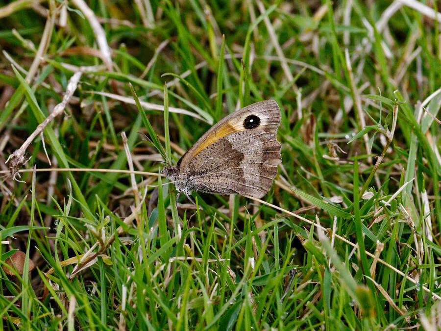 photographer Nomad wildlife  photo