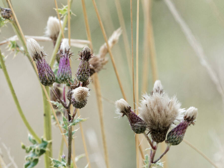 photographer Nomad wildlife  photo