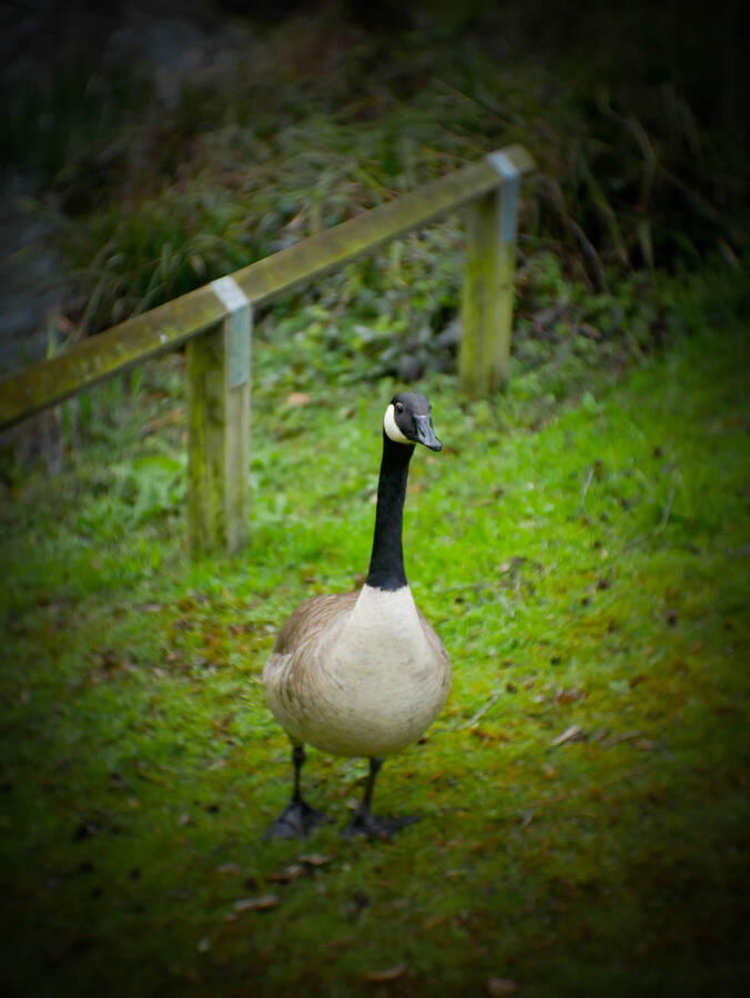 photographer CRAZYWIECHU portraiture  photo