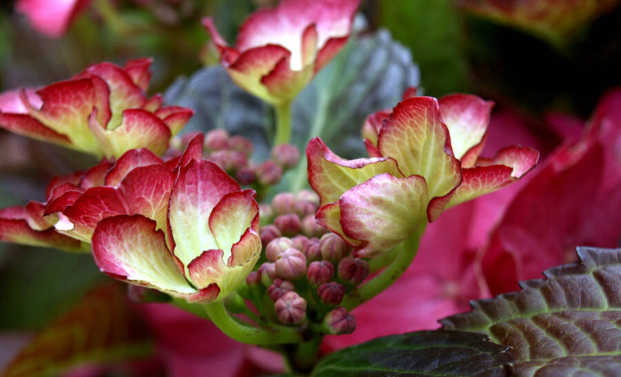 photographer JohnR macro  photo taken at Home