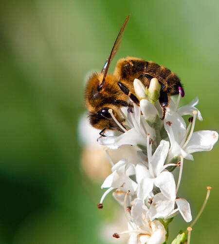 photographer StudioDee wildlife  photo. just a bee doing its thing.