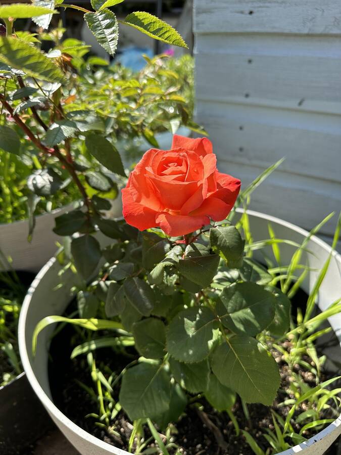 photographer Hippocrocafrog uncategorized  photo