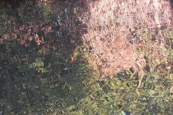 photographer Bitten by the Bug abstract  photo