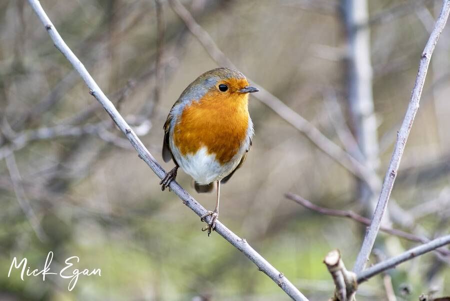 photographer LensFolio wildlife  photo