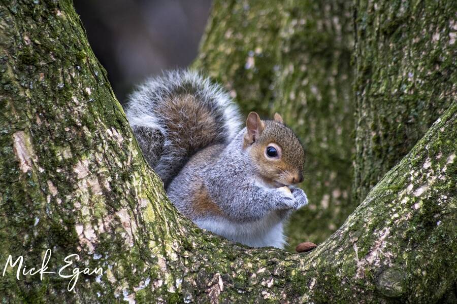 photographer LensFolio wildlife  photo. wigg island runcorn.