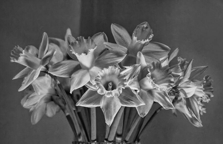 photographer dntphotographs uncategorized  photo