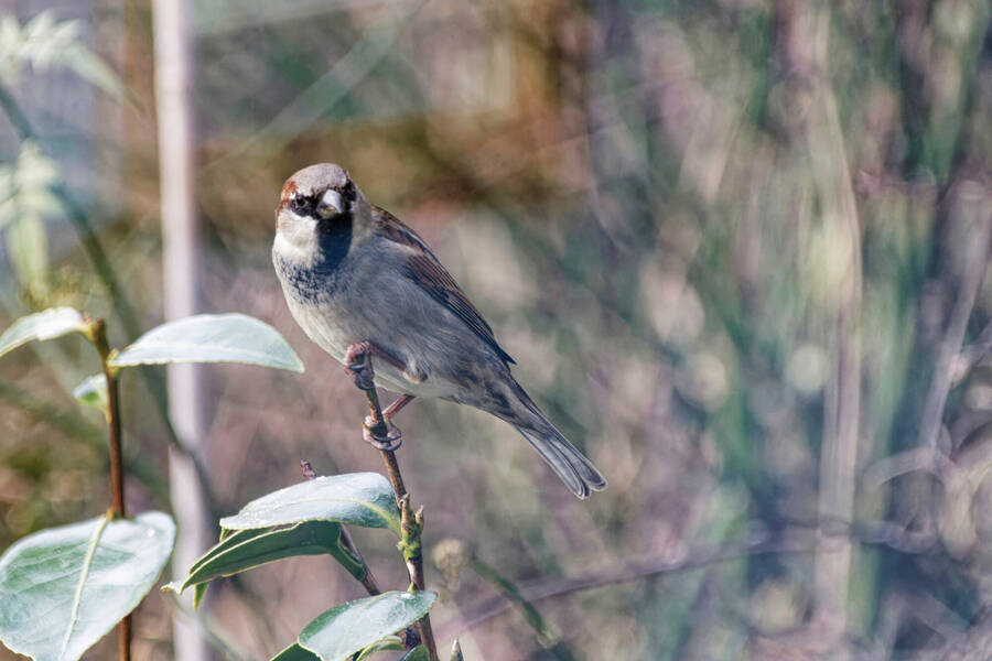 photographer dntphotographs wildlife  photo