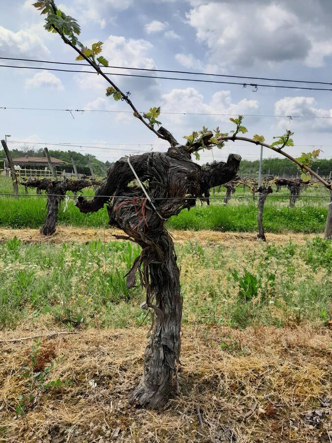 digital artist frankiedunn2022 landscape  photo