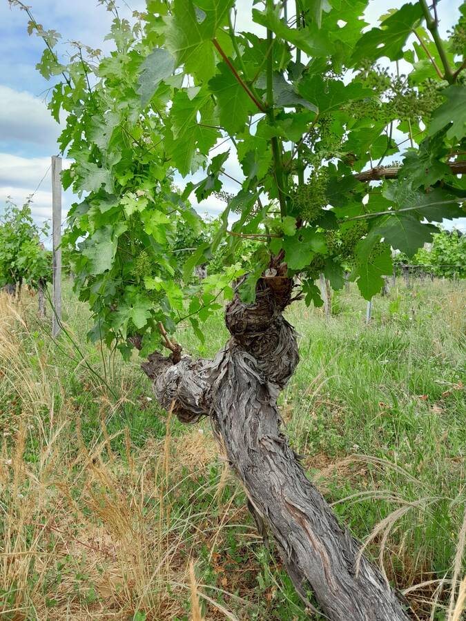 digital artist frankiedunn2022 landscape  photo taken at Libourne taken by @frankiedunn2022