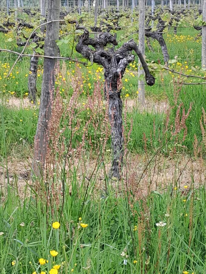 digital artist frankiedunn2022 uncategorized  photo taken at Libourne taken by @frankiedunn2022