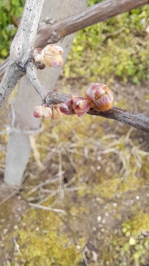 digital artist frankiedunn2022 uncategorized  photo