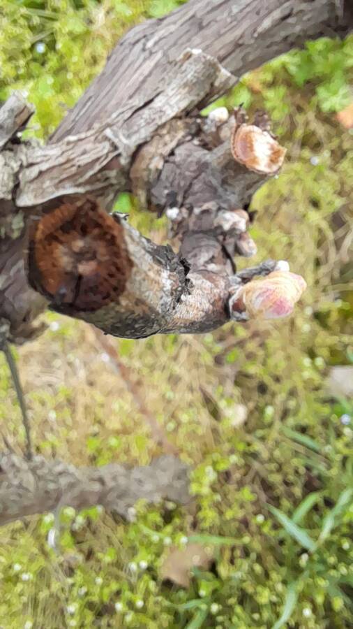 digital artist frankiedunn2022 uncategorized  photo