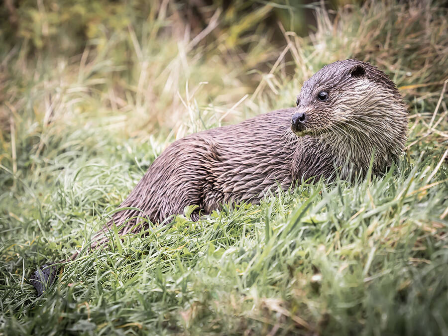 photographer Steve wildlife  photo